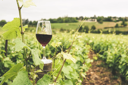 Top 5 Wineries to Visit in England